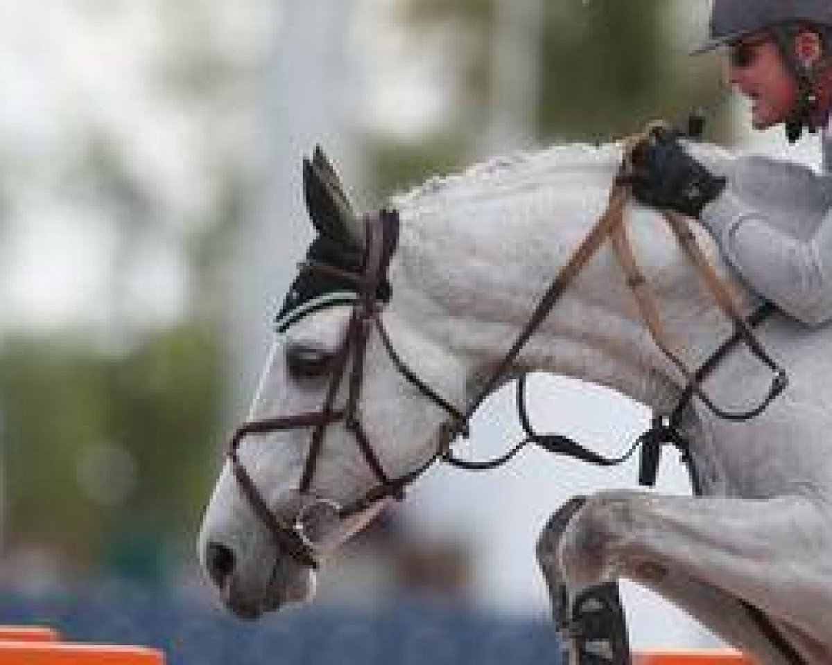 stallion Onze Fons (Zangersheide riding horse, 1996, from Alexis Z)