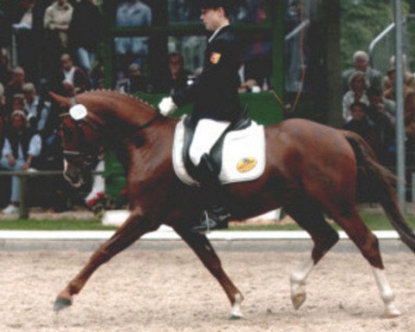 dressage horse Desperado K (German Riding Pony, 1997, from Dornik B)