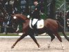 stallion Desperado K (German Riding Pony, 1997, from Dornik B)