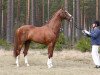 stallion Don Laurie 143 FIN (Oldenburg, 1999, from Don Schufro)