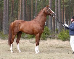 stallion Don Laurie 143 FIN (Oldenburg, 1999, from Don Schufro)