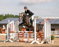 dressage horse Picasso MZ (German Riding Pony, 2007, from Potter)