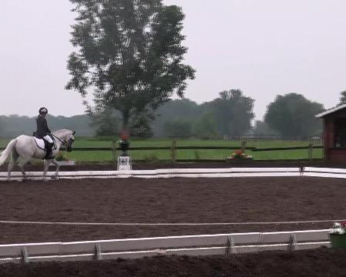 Pferd Robby (Welsh Pony (Sek.B), 1998, von Rakt's Rocky)