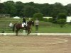 dressage horse Don Amour (Hanoverian, 2006, from Don Frederico)