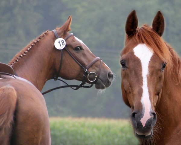 horse Alles Paletto (Oldenburg, 1994, from Andiamo)