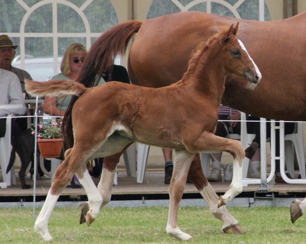 broodmare Stute von Arpeggio (Westphalian, 2012, from Arpeggio)