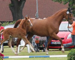 broodmare Lucille (Hanoverian, 2004, from Laptop)