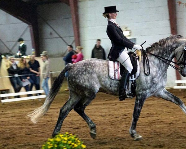 dressage horse Datschmo (Oldenburg, 2008, from Don Rudolfo 8)