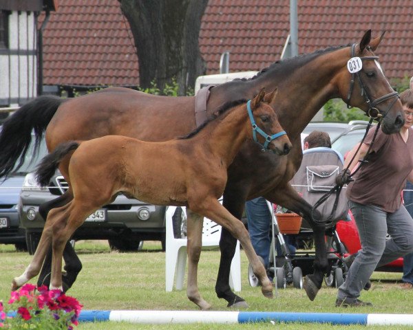 dressage horse Fräulein Clara (Westphalian, 2012, from Fürst Grandios)