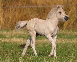 Pferd Lillesol (Fjordpferd, 2022, von Turbo Romeo N.2573)