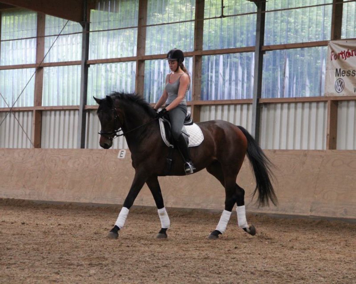 Zuchtstute Lady Latina (Westfale, 1999, von Lord Sinclair I)