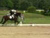 dressage horse Forever First (Westphalian, 2007, from Future)