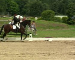 dressage horse Forever First (Westphalian, 2007, from Future)