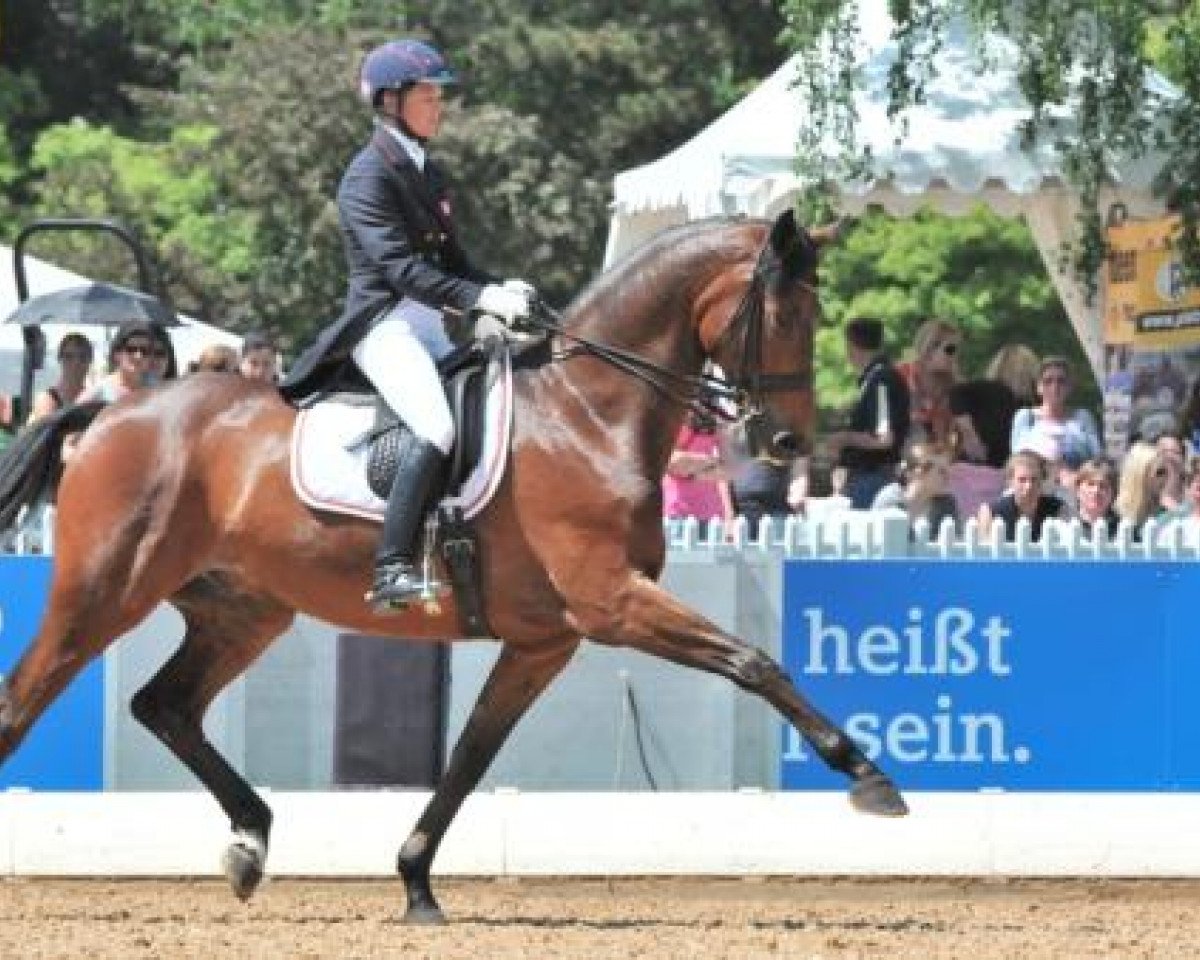 dressage horse FBW De Vito (Württemberger, 2002, from De Niro)