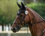 dressage horse Iranna (Hanoverian, 2006, from Iberio)