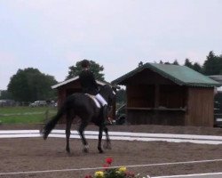 dressage horse Rondo Noir (Brandenburg, 1999, from Rubinstern Noir)