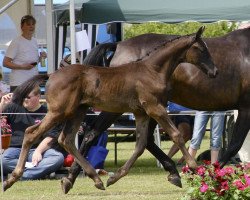 dressage horse S-Klasse St (Westphalian, 2012, from Sir Donnerhall I)