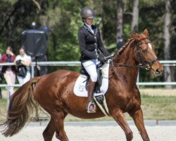 horse Kiara (German Sport Horse, 2005, from Charon)