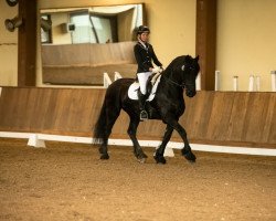 dressage horse Leo Kalisto (Friese, 2011)