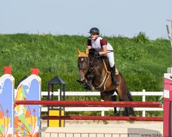 jumper Gean-Tettie Yh (KWPN (Royal Dutch Sporthorse), 2011, from Spartacus TN)