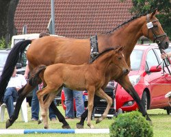 broodmare Liberty (Hanoverian, 1995, from Lemon Park)