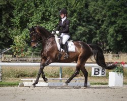 dressage horse Cucujo (Westphalian, 2010, from Cordobes II)