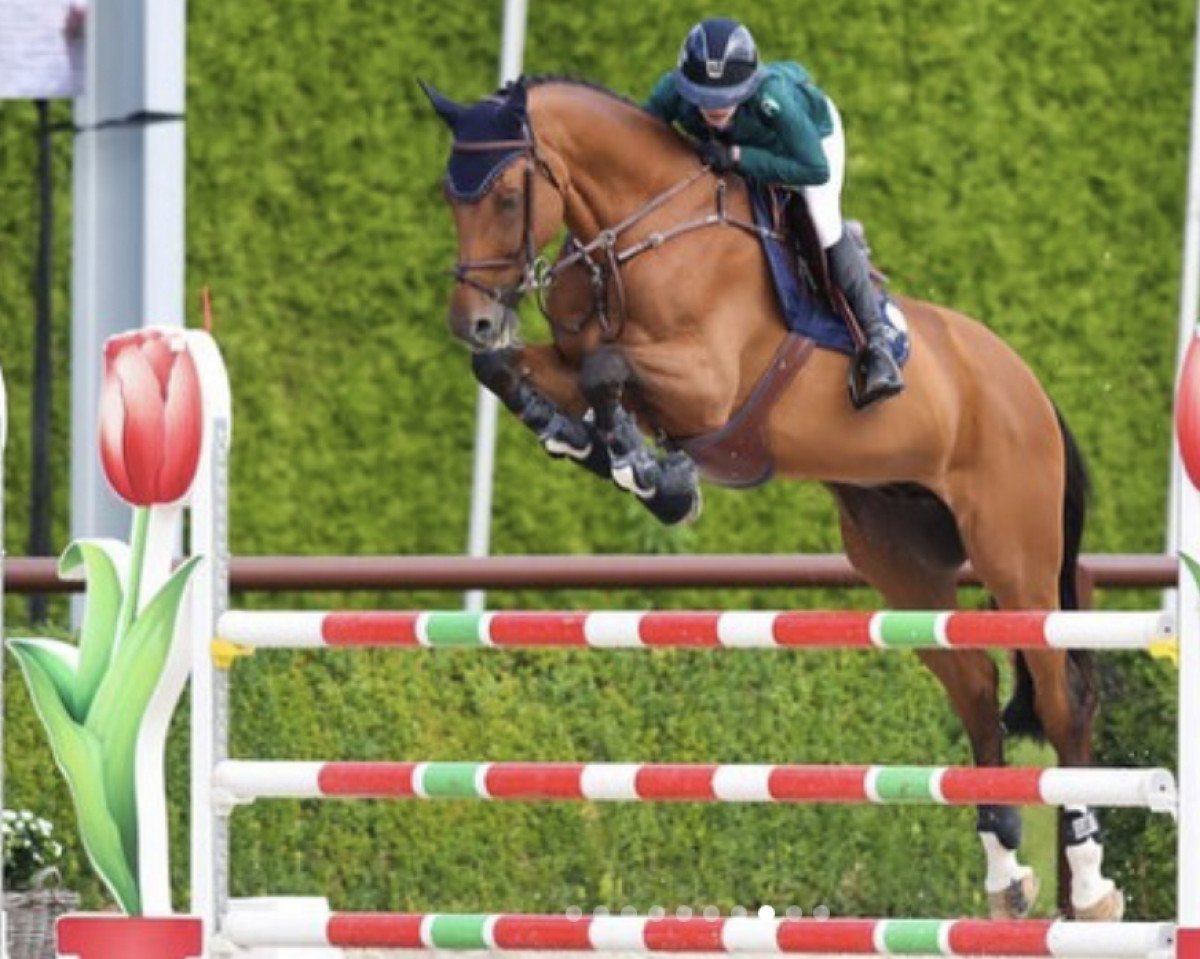 Deckhengst Alczento (Polnisches Warmblut, 2009, von Cento Sohn)