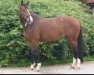 dressage horse Diamond's Dancer (Westphalian, 2008, from Diamond Hit)