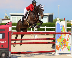 Springpferd Guma de Reve (Selle Français, 2006, von Diamant de Semilly)