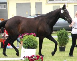 broodmare Gamina 9 (Hanoverian, 1999, from Grand Galopin)