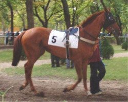 broodmare Genesis (Thoroughbred, 2001, from Western Star xx)