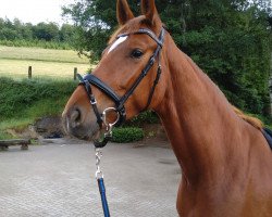 dressage horse De Scara (Hannoveraner, 2016, from De Niro)