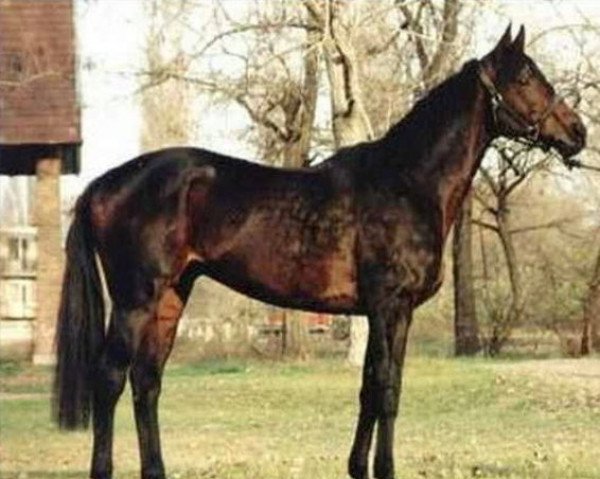 stallion Kenzo xx (Thoroughbred, 1991, from Acatenango xx)