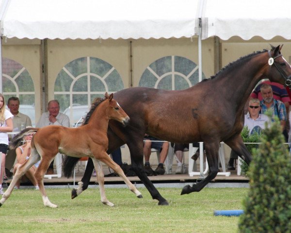 dressage horse Butzi (Westphalian, 2012, from Basic)