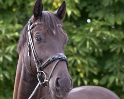 dressage horse Dover 12 (Oldenburg, 2016, from Don Nobless)