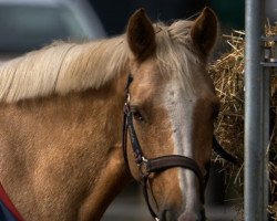 Springpferd Top Zafira (Deutsches Reitpony, 2007, von Top Zento)