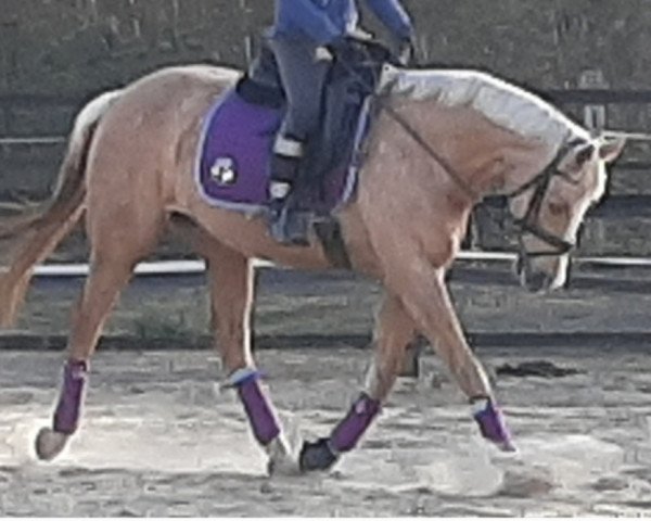 jumper Top Zafira (German Riding Pony, 2007, from Top Zento)