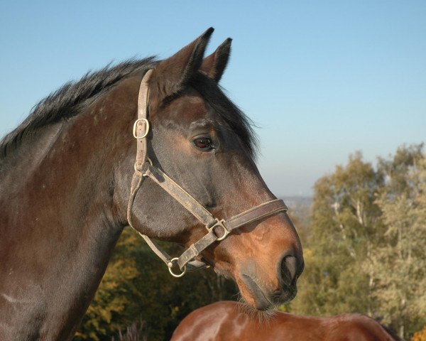 horse Loewensohn 3 (Zweibrücken, 1987, from Loewenherz)