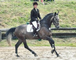 jumper Cordial Sense (KWPN (Royal Dutch Sporthorse), 2006, from Casco 4)