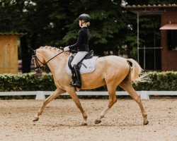 dressage horse Dixie Gold M 3 (German Riding Pony, 2016, from Danny Gold)