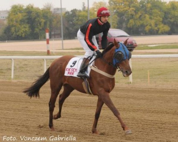 horse Gordius (Thoroughbred, 2006, from Kenzo xx)