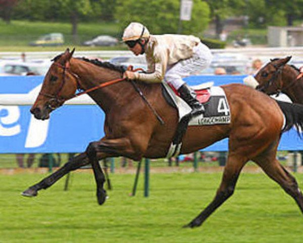 broodmare Anna Salai xx (Thoroughbred, 2007, from Dubawi xx)