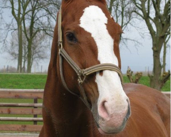 Pferd Cecino (Westfale, 1993, von Cordalme Z)