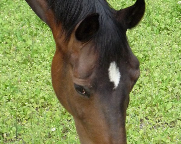 broodmare Schneewittchen (Westphalian, 2002, from Show Star)