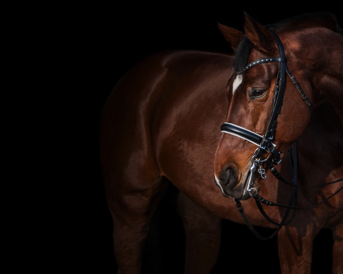 dressage horse Laudatio 46 (German Sport Horse, 2008, from Lord Fantastic)