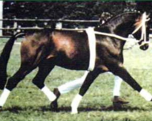 stallion Aktuell (Hanoverian, 1973, from Absatz)