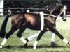 stallion Aktuell (Hanoverian, 1973, from Absatz)