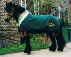 stallion Adonis (Rhenish-German Cold-Blood, 1985, from Armin 4511)