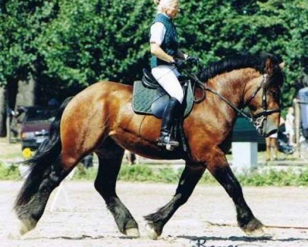 stallion Arminius II (Rhenish-German Cold-Blood, 2001, from Adonis)