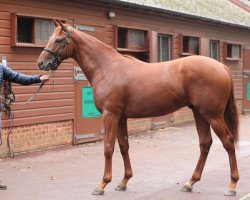 horse Hurricane Lane xx (Thoroughbred, 2018, from Frankel xx)